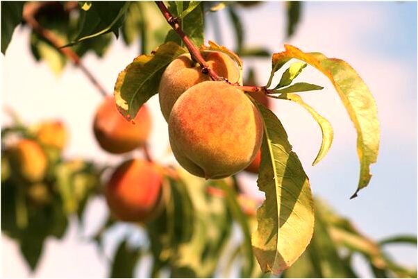 夢到山上掉石頭把小孩打死會有什麼預兆_周公解夢官網