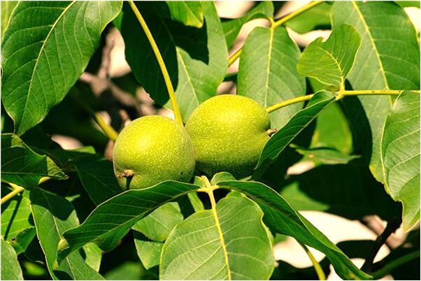 夢到了離開水的是什麼預兆_周公解夢官網