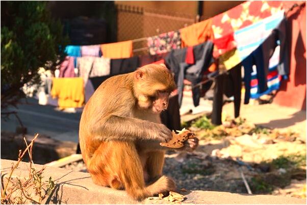 夢見女人抱著孩子給我和老婆看有什麼意思嗎_周公解夢官網