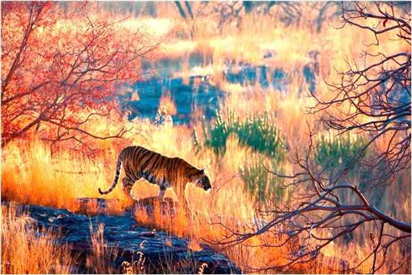 夢見換土地會是什麼預兆_周公解夢官網
