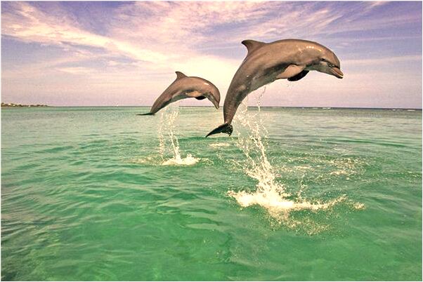 夢到了認小女孩當妹妹啥意思_周公解夢官網