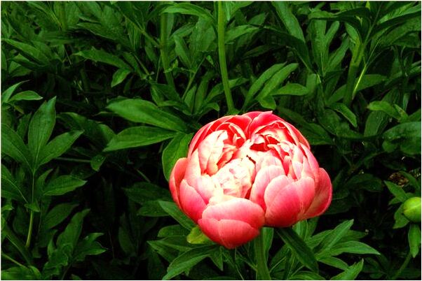 夢到了蜘蛛追我是什麼啟示_周公解夢官網