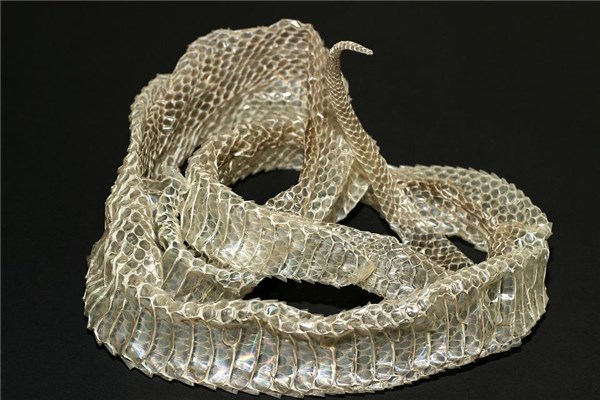 夢見蟒蛇脫皮預示什麼_周公解夢