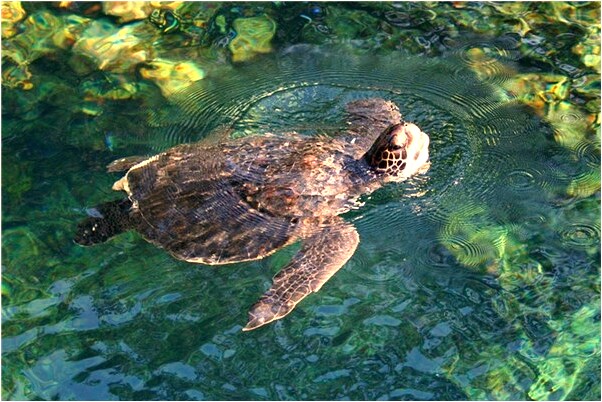 夢到了別人問我豬腳怎么燜是凶兆還是吉兆_周公解夢官網