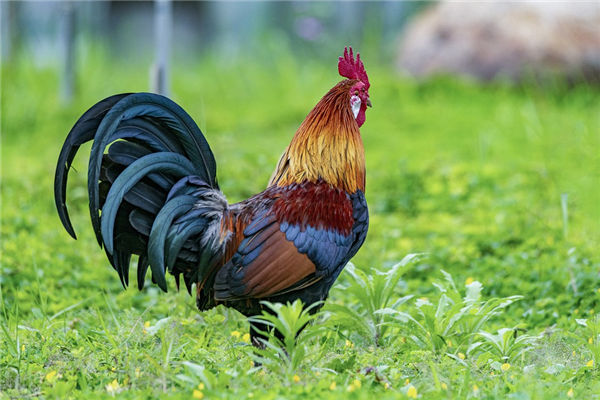 82年屬狗的40歲運勢如何_十二生肖