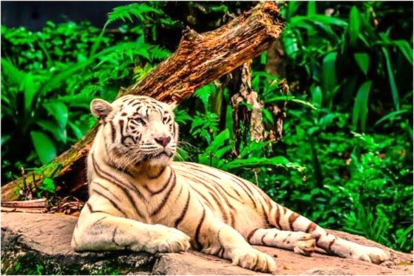 夢到了穿西裝光腳是什麼徵兆_周公解夢官網