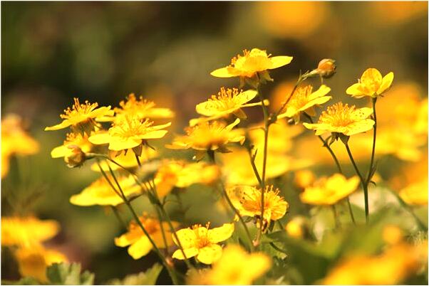 夢到螃蟹爬預示了什麼_周公解夢官網