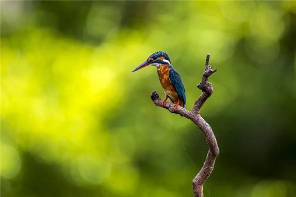 夢見小鳥是什麼意思_周公解夢