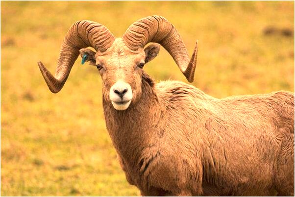 夢到了被拐賣逃跑會是什麼預兆_周公解夢官網