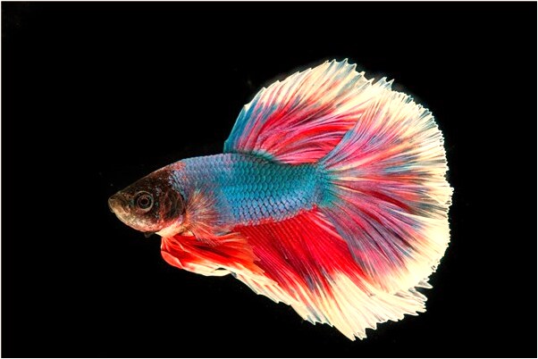 夢見貓被分屍代表著什麼_周公解夢官網