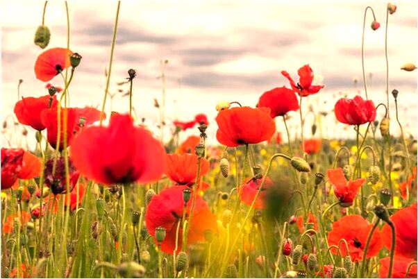 夢見別人釣魚有什麼預示嗎_周公解夢官網