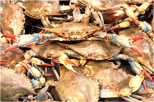 夢到了鴨子吃鴨子怎么說_周公解夢官網