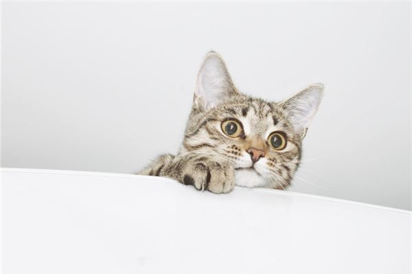 夢見殺貓_周公解夢