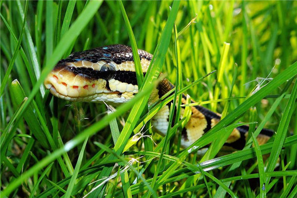 夢到了蟒蛇追我好不好_周公解夢