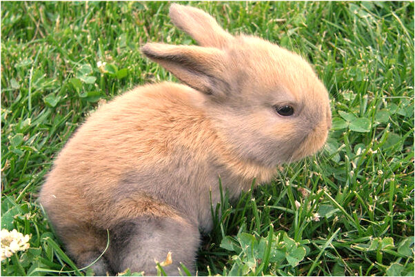 夢見夢女孩大叫代表什麼_周公解夢官網