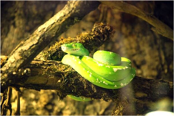 夢見一條龍在天上盤旋意味著什麼_周公解夢官網