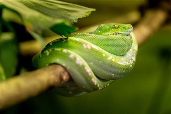 夢見打蛇是什麼意思_周公解夢