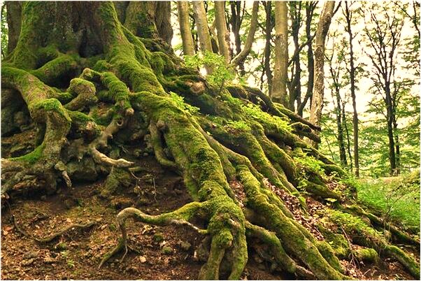 夢到自己被大水沖意味著什麼_周公解夢官網