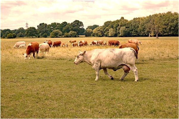 夢到討要玉璽代表著什麼？_周公解夢官網