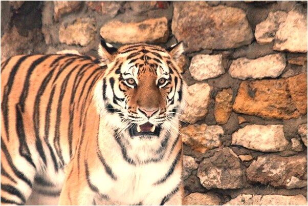 夢見玉如意在水裡有什麼預兆_周公解夢官網