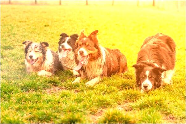 夢到老公摘桃子代表著什麼_周公解夢官網