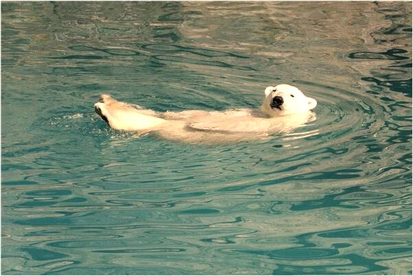 夢見大家打蛇有什麼說法_周公解夢官網