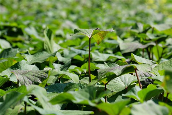 夢到紅薯滕怎么說_周公解夢