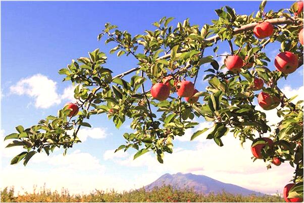 夢到別人送給我一本書預兆了什麼嗎_周公解夢官網