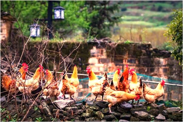 夢到了買鬧鐘但沒買到會怎么樣_周公解夢官網