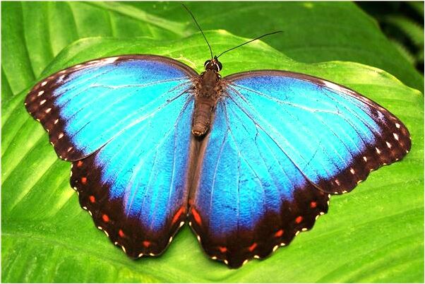 夢見全身有臭蟲咬到痛預示了什麼_周公解夢官網