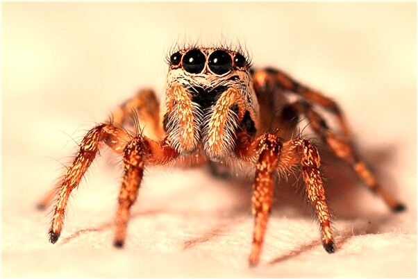 夢到了發水往高處攀登怎么樣_周公解夢官網