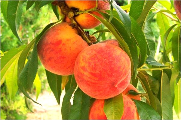 夢見有點香火的關公神像怎么回事_周公解夢官網