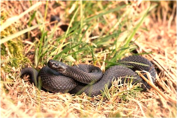 夢見故人沒死是啥預兆_周公解夢官網