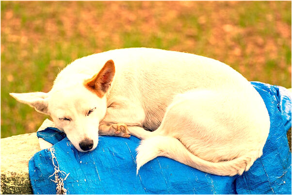 夢見自已得了絕證代表什麼_周公解夢官網