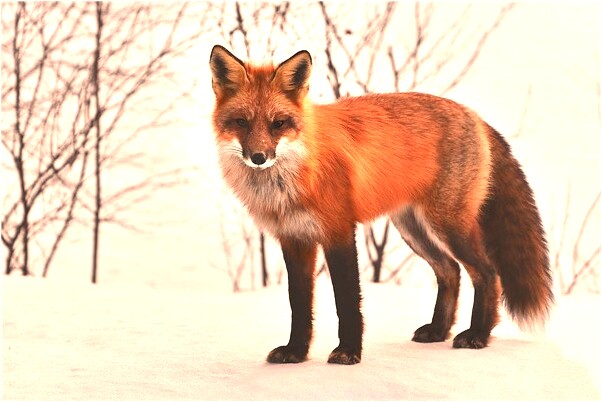 夢到名人遺像是什麼預兆_周公解夢官網
