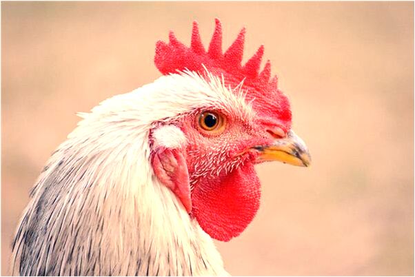 夢到了胳膊擦傷有何寓意_周公解夢官網