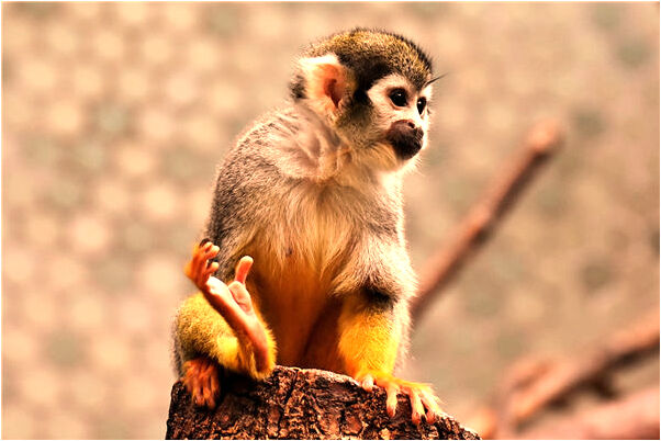 夢見我被搶親有什麼說法_周公解夢官網