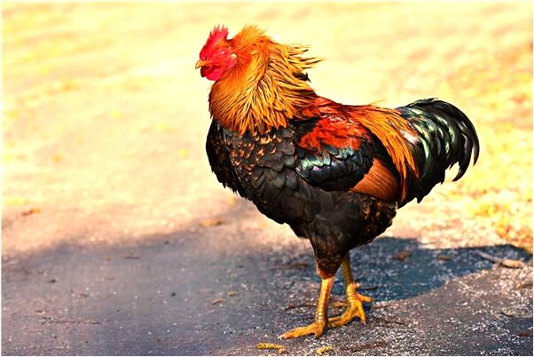 夢見擠出黑眼預示什麼_周公解夢官網