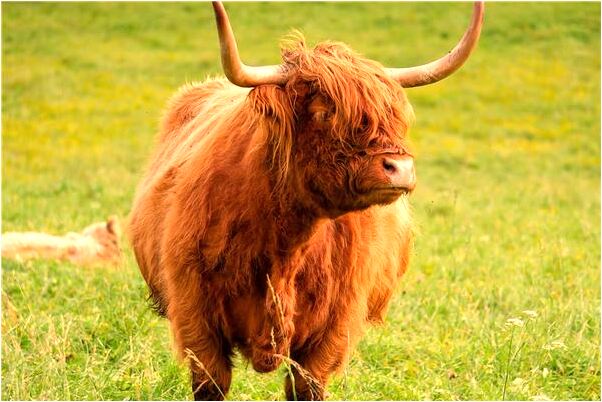 夢到了觀音頭像的護身符意味著什麼_周公解夢官網