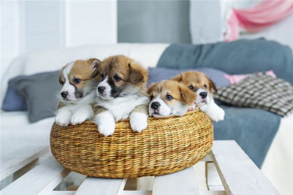 夢見一窩小狗_周公解夢