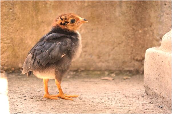 夢見被親人追跑有什麼預兆_周公解夢官網