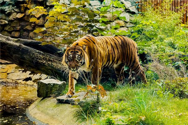 1986年出生是什麼命富貴嗎_十二生肖