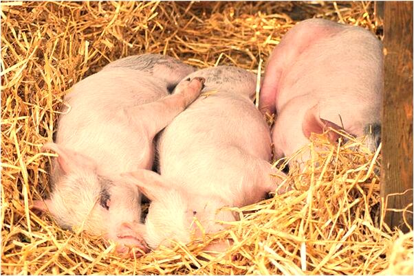 夢見兒子長了兩顆牙齒是啥意思_周公解夢官網