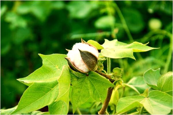 夢到了給小雞餵吃的啥意思_周公解夢官網