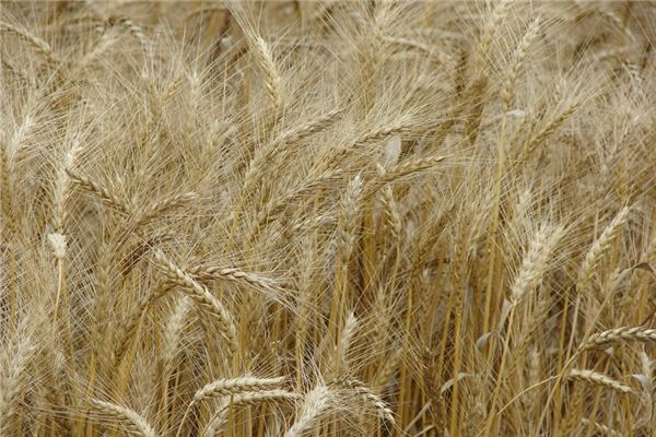 夢見麥子粒_周公解夢