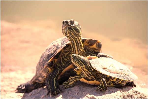 夢到汽車擱淺後成兩截意味什麼_周公解夢官網