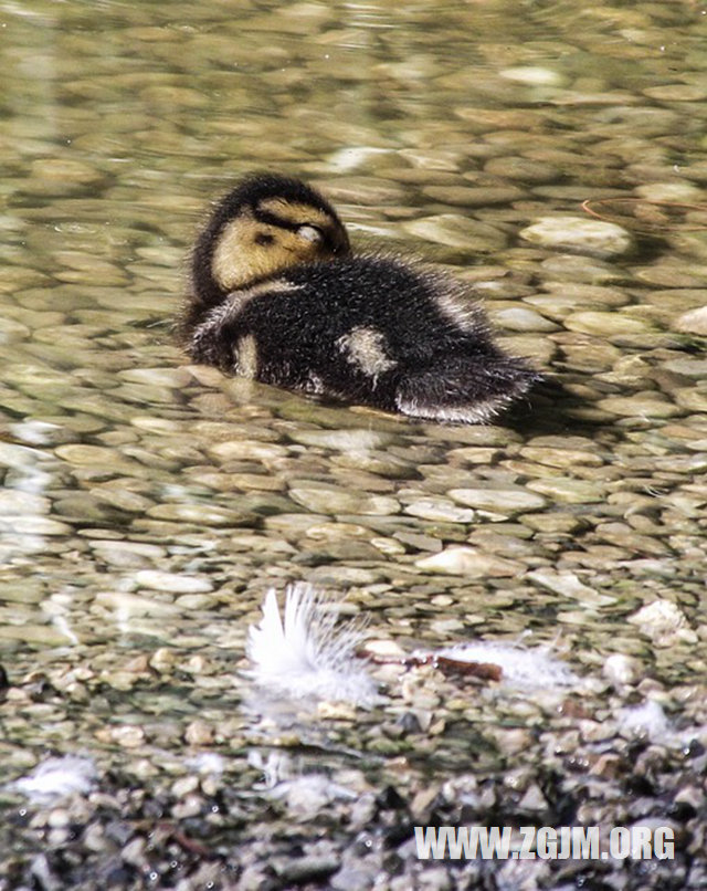 夢見升國旗_周公解夢夢到升國旗是什麼意思_做夢夢見升國旗好不好_周公解夢官網