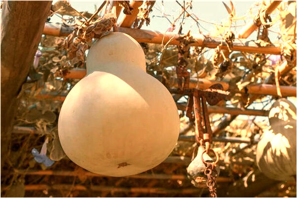 夢見鳥在樹洞裡是好的徵兆嗎_周公解夢官網