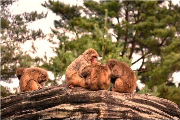 夢見長恨歌是什麼意思？_周公解夢官網