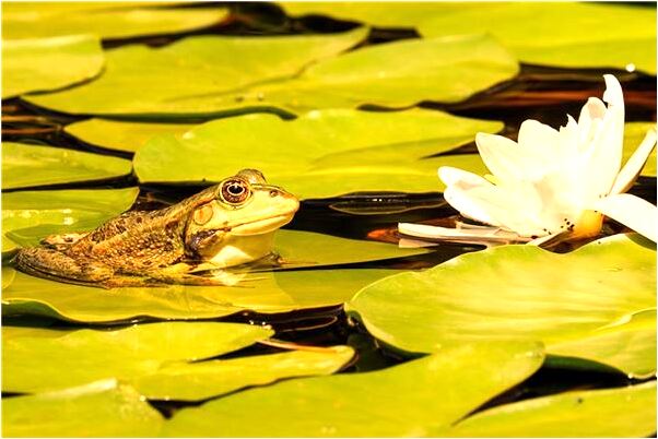 夢到戰友死了怎么說_周公解夢官網
